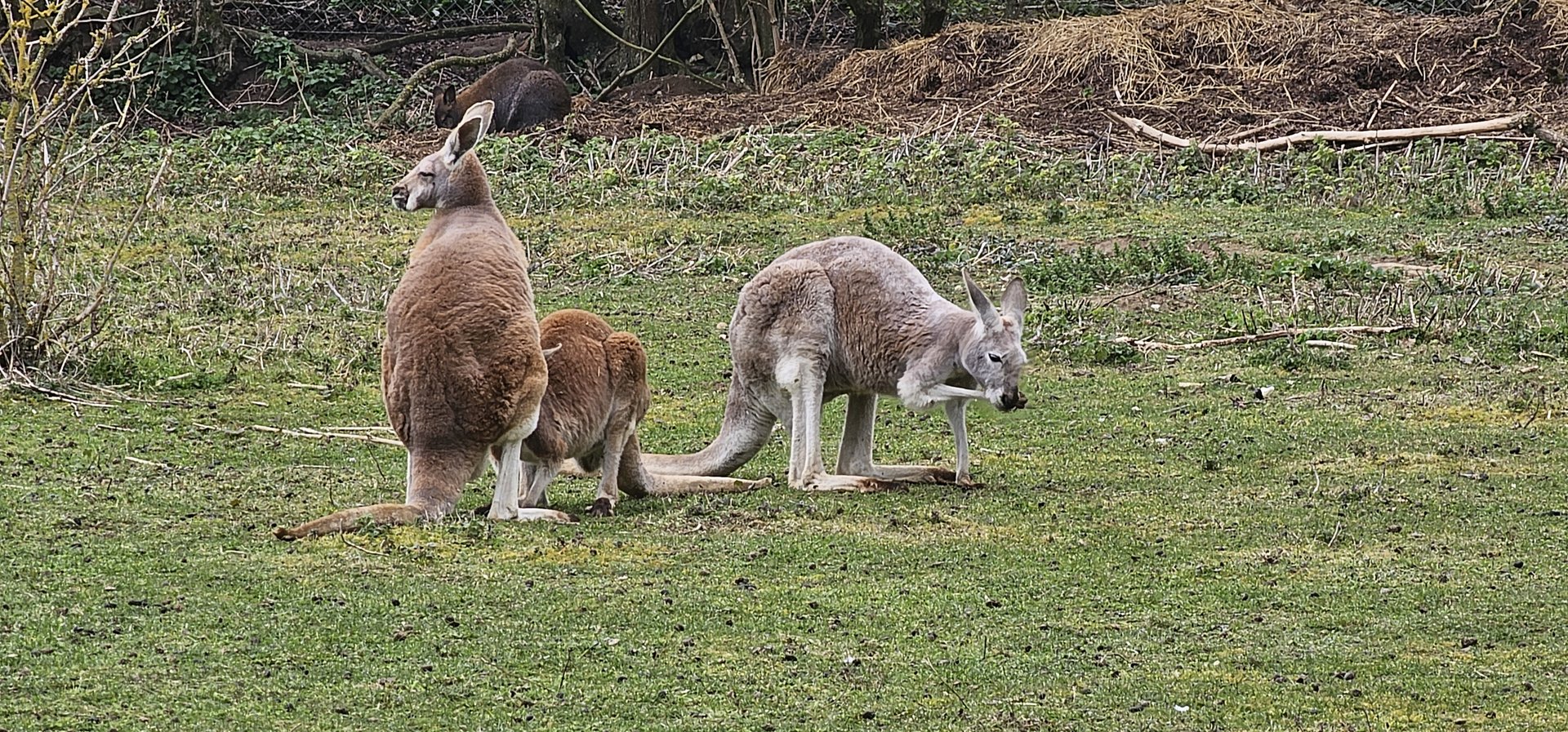 Red Kangaroos