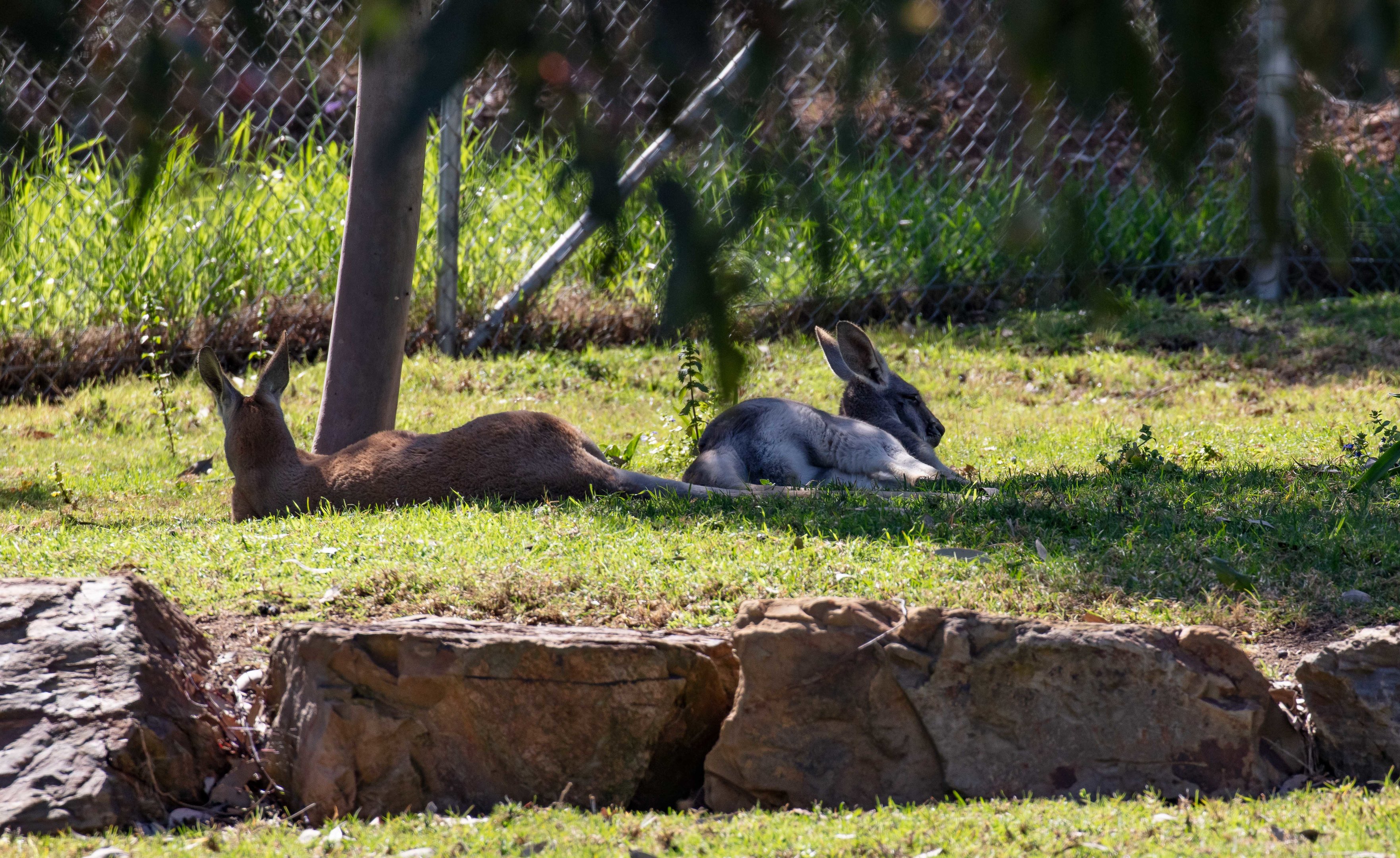 Red Kangaroos