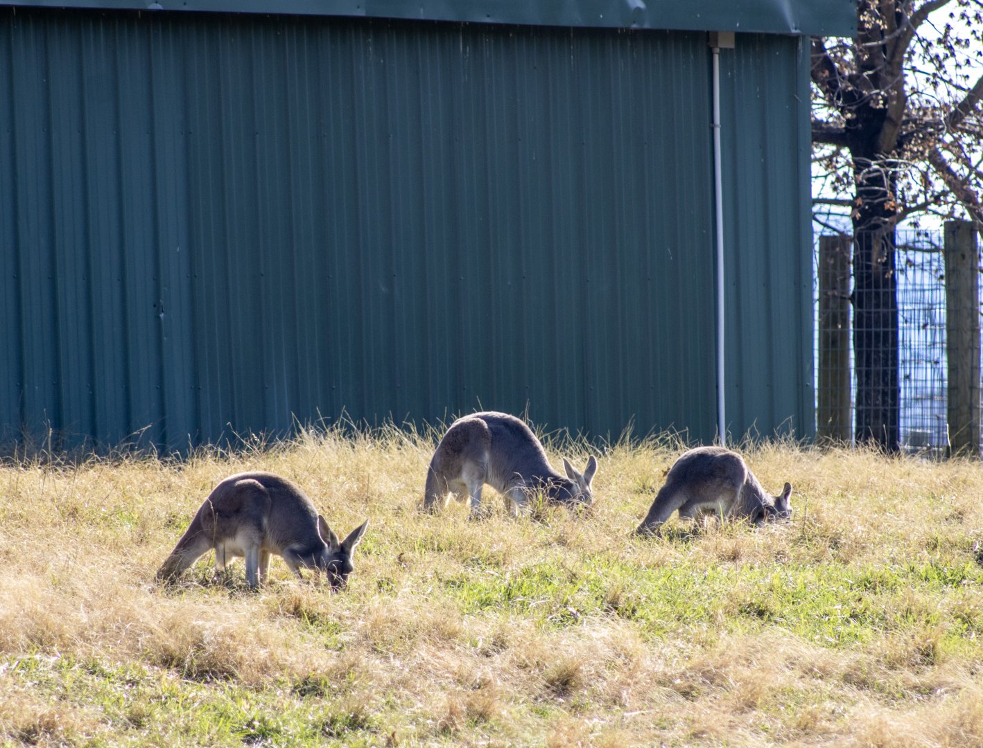 Red Kangaroos