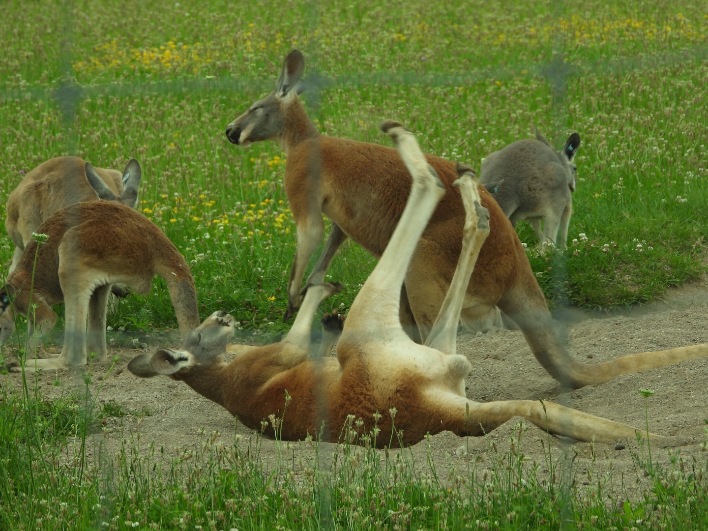 Red kangaroos