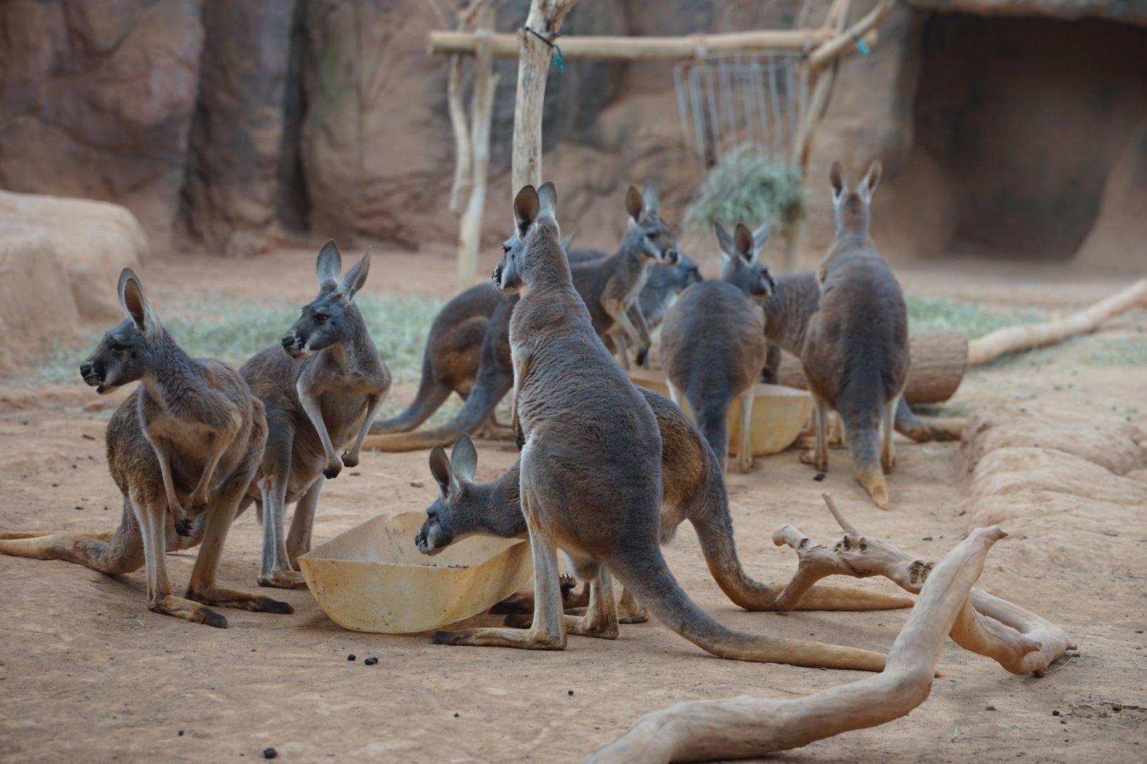 Red Kangaroos
