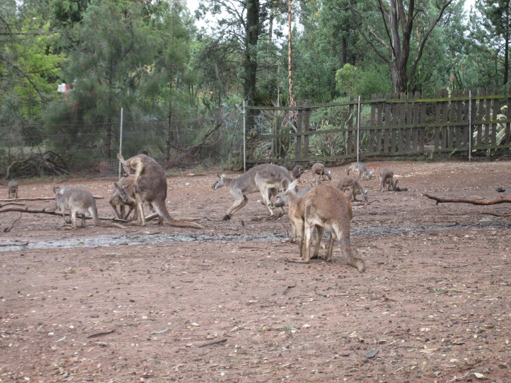 Red Kangaroos