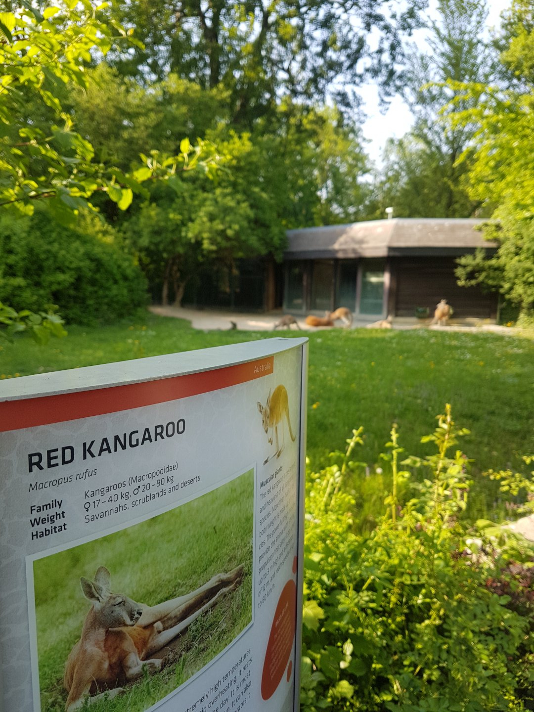 Red Kangoroo Exhibit and Signage