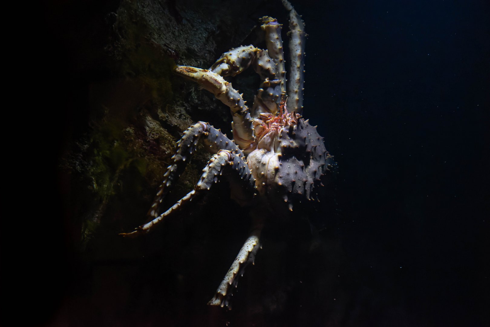 Red king crab (Paralithodes camtschaticus) - Haus des Meeres