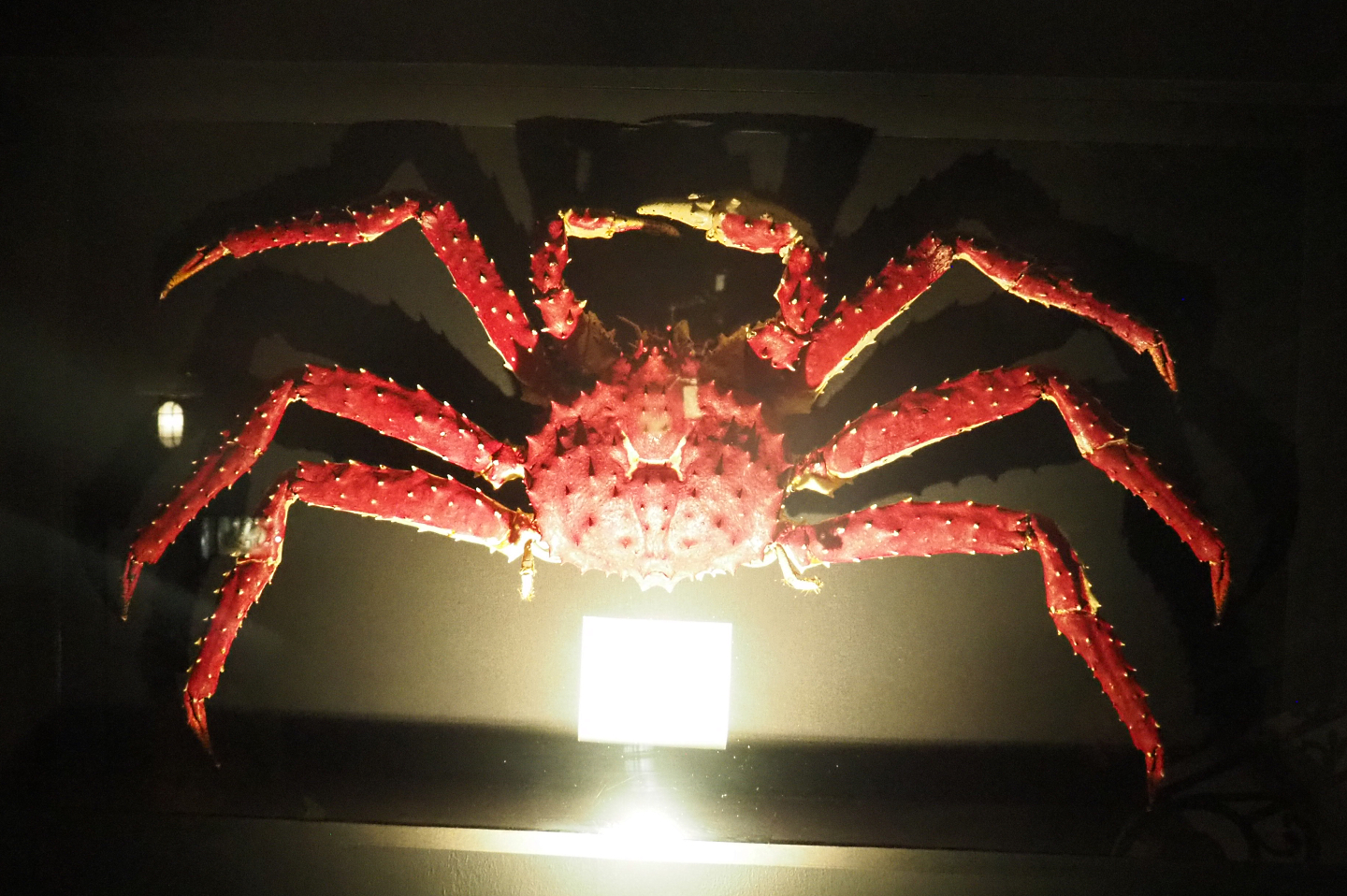 Red king crab (Paralithodes camtschaticus) specimen, 2022-09-14
