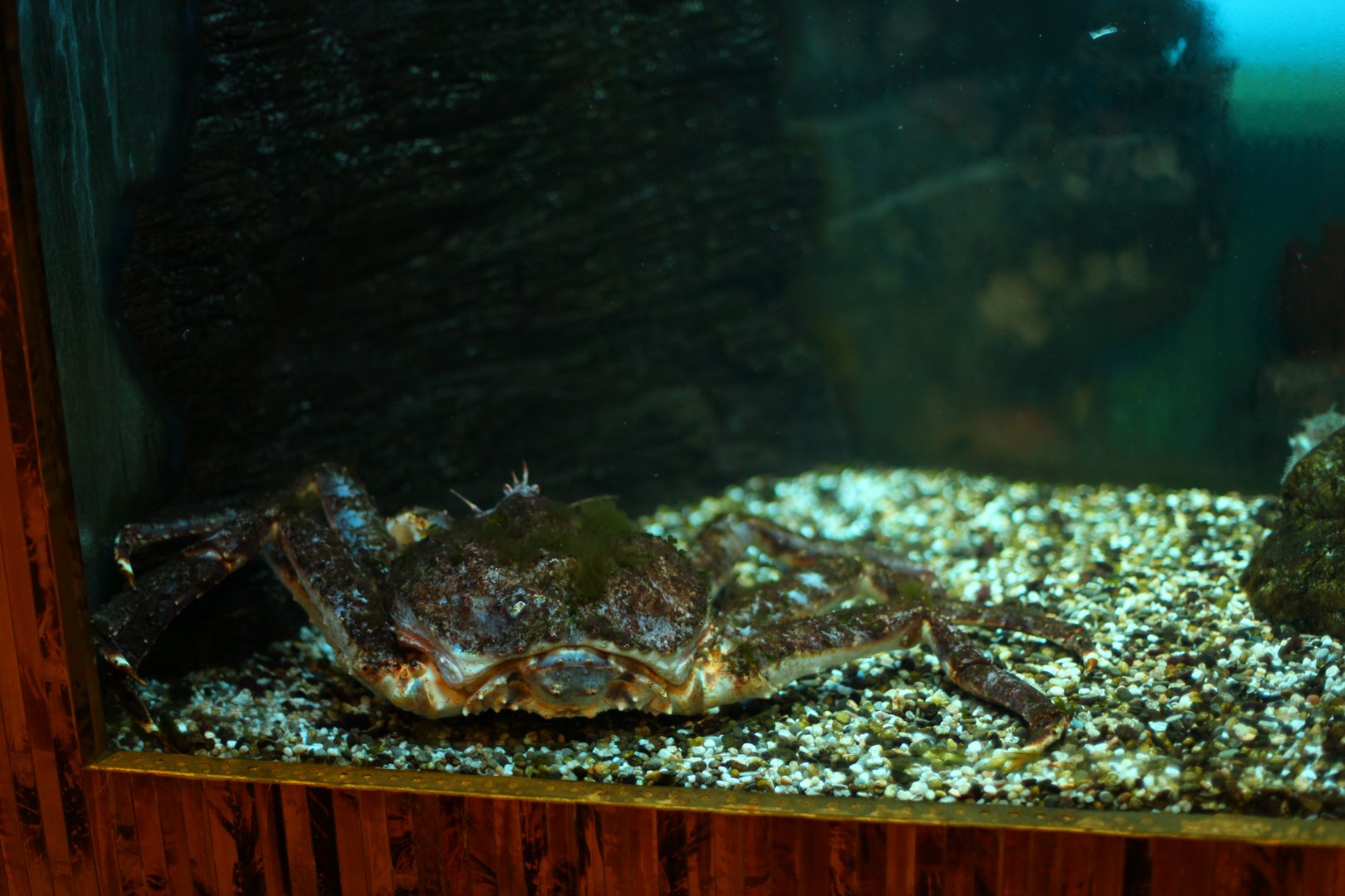 Red king crab (Paralithodes camtschaticus)