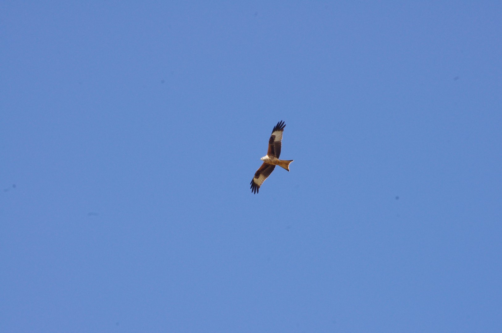 Red kite- 10/4/2025
