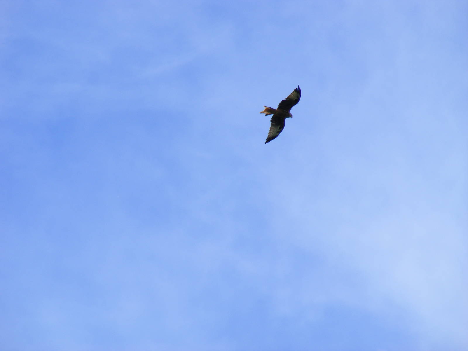 Red kite above the car park at UK Wolf Conservation Trust on 29 August 2011
