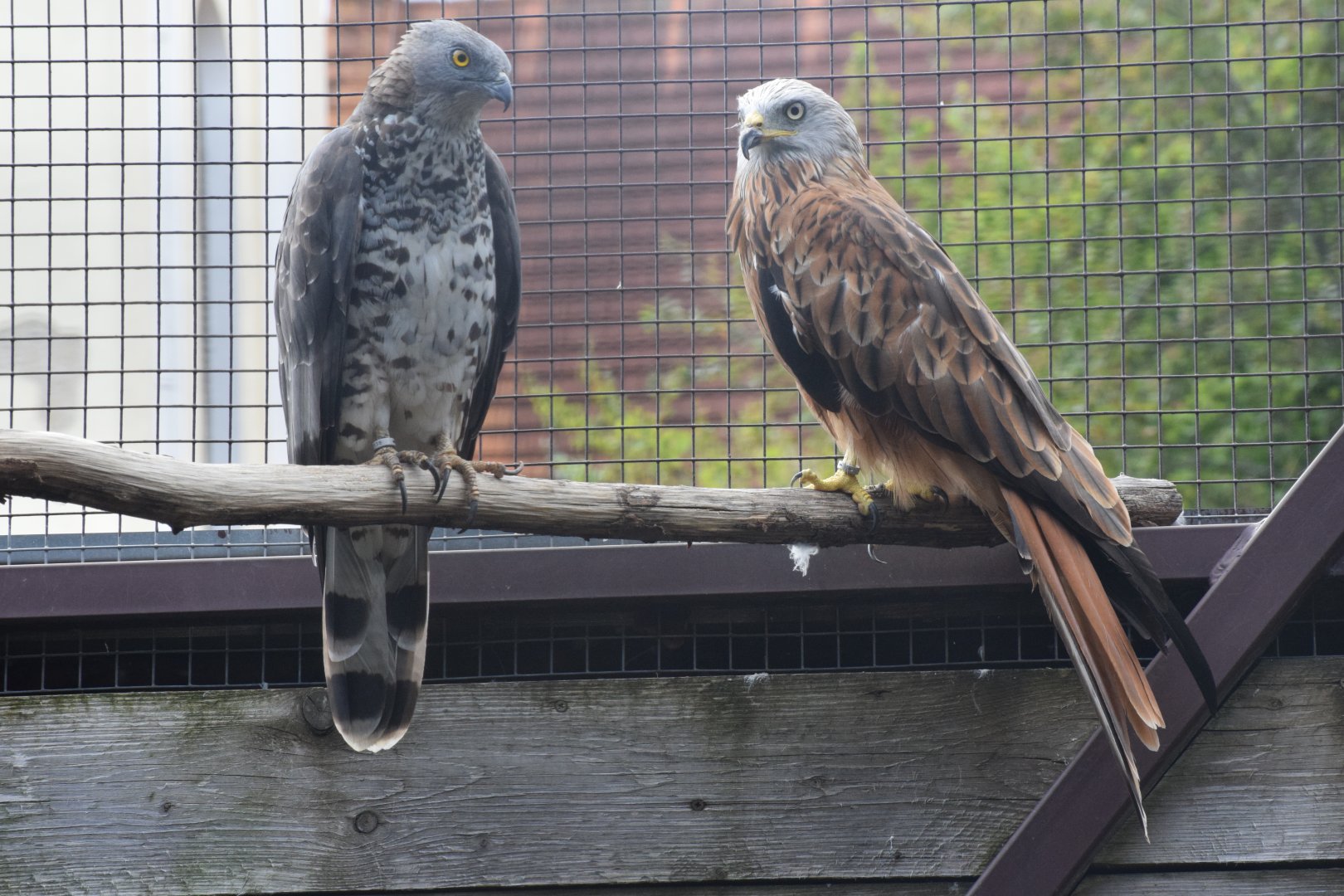 Red kite and European honey buzzard - paraZOO Vlašim