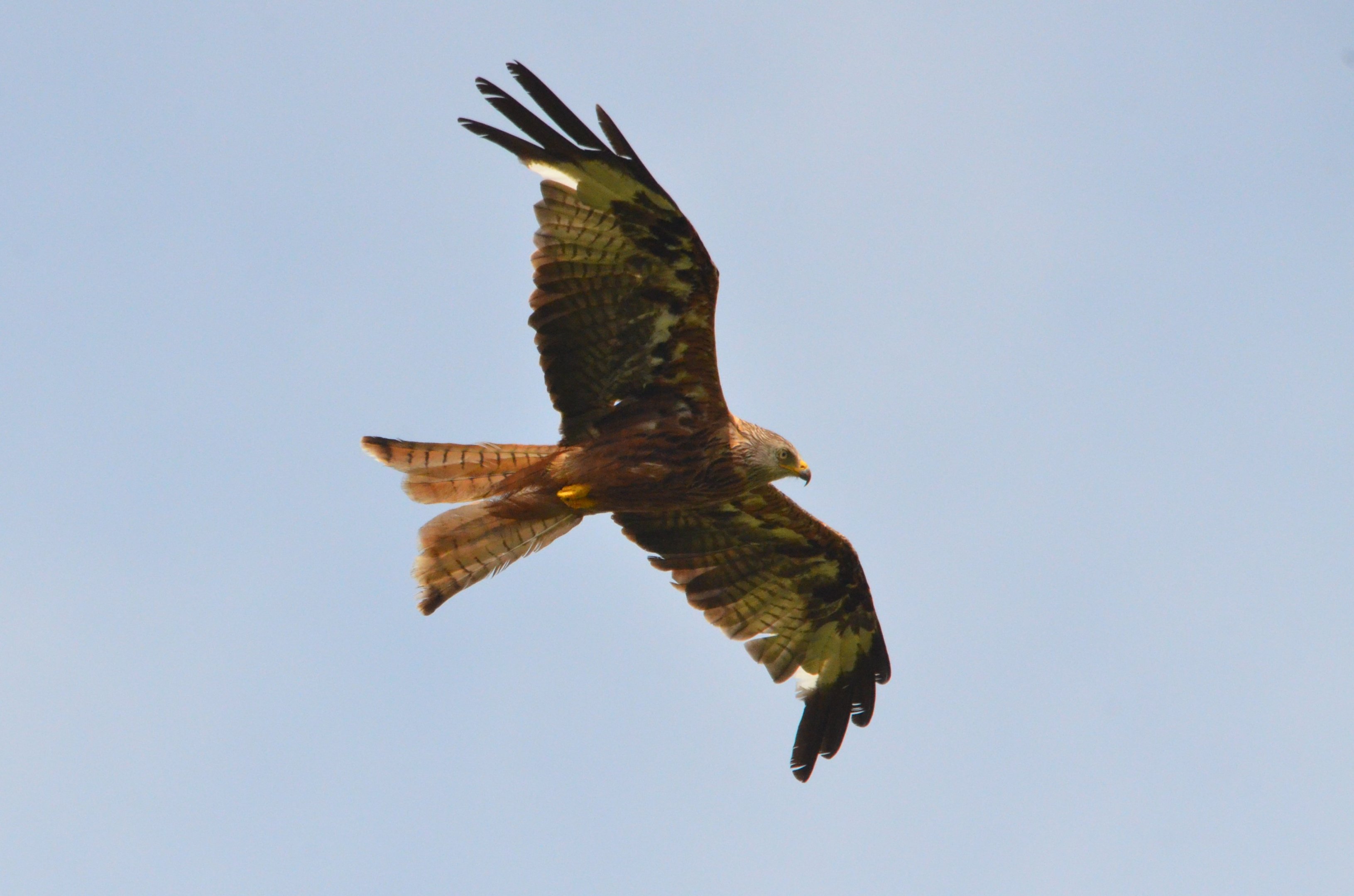 Red Kite at Watlington Hill, 11/08/19