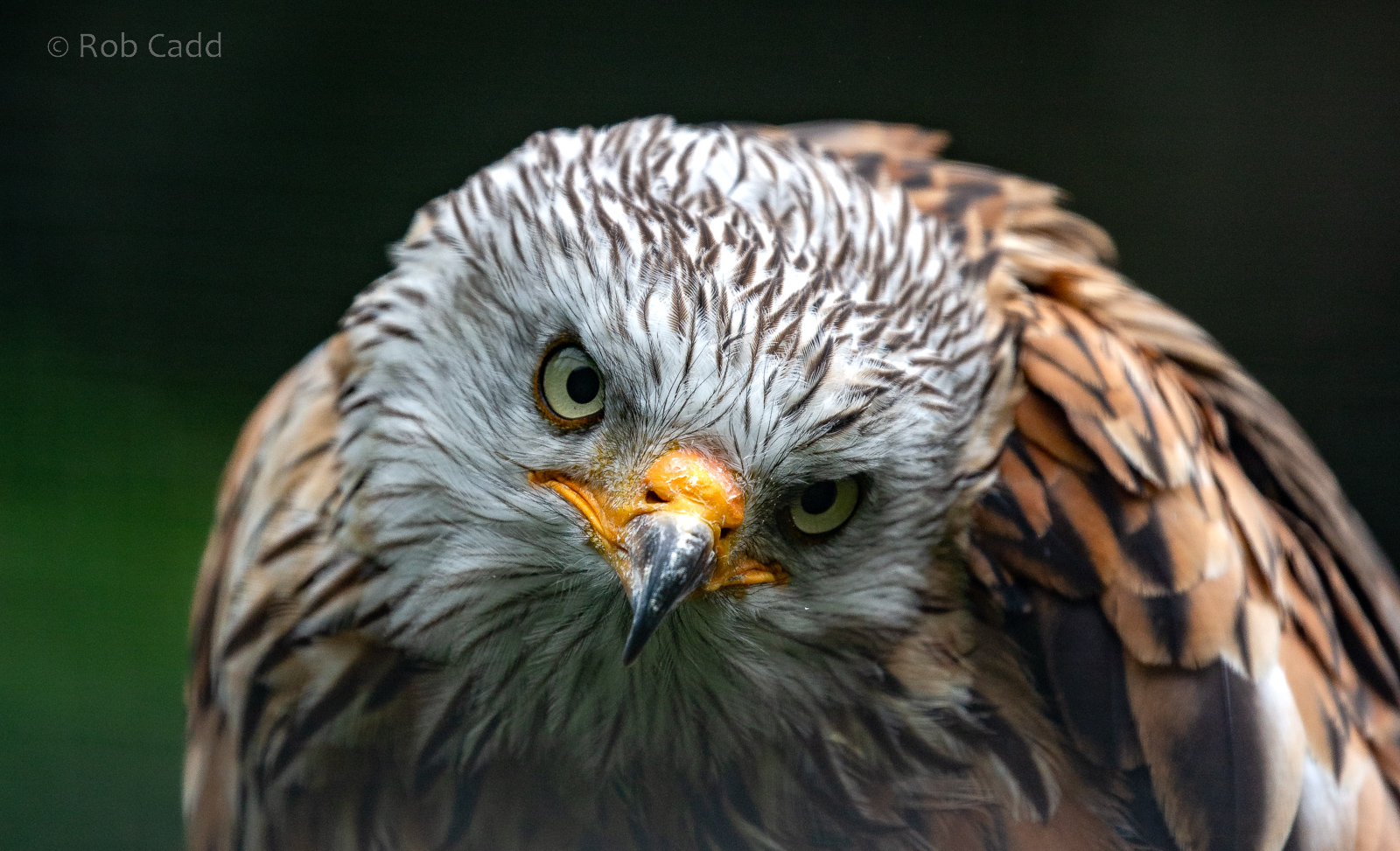 Red kite : Cotswold Falconry Centre : 03 Sep 2021