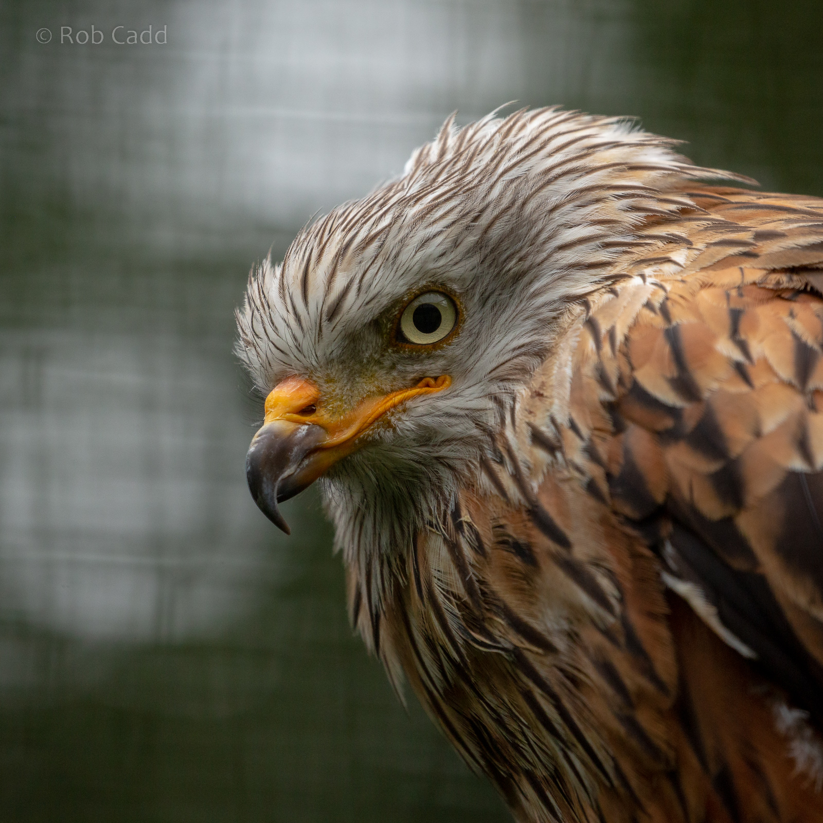 Red kite : Cotswold Falconry Centre : 03 Sep 2021