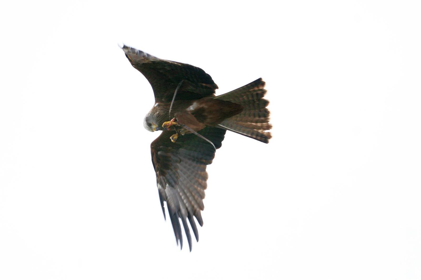 Red Kite Eating Mid-Air, Gauntlet 2010