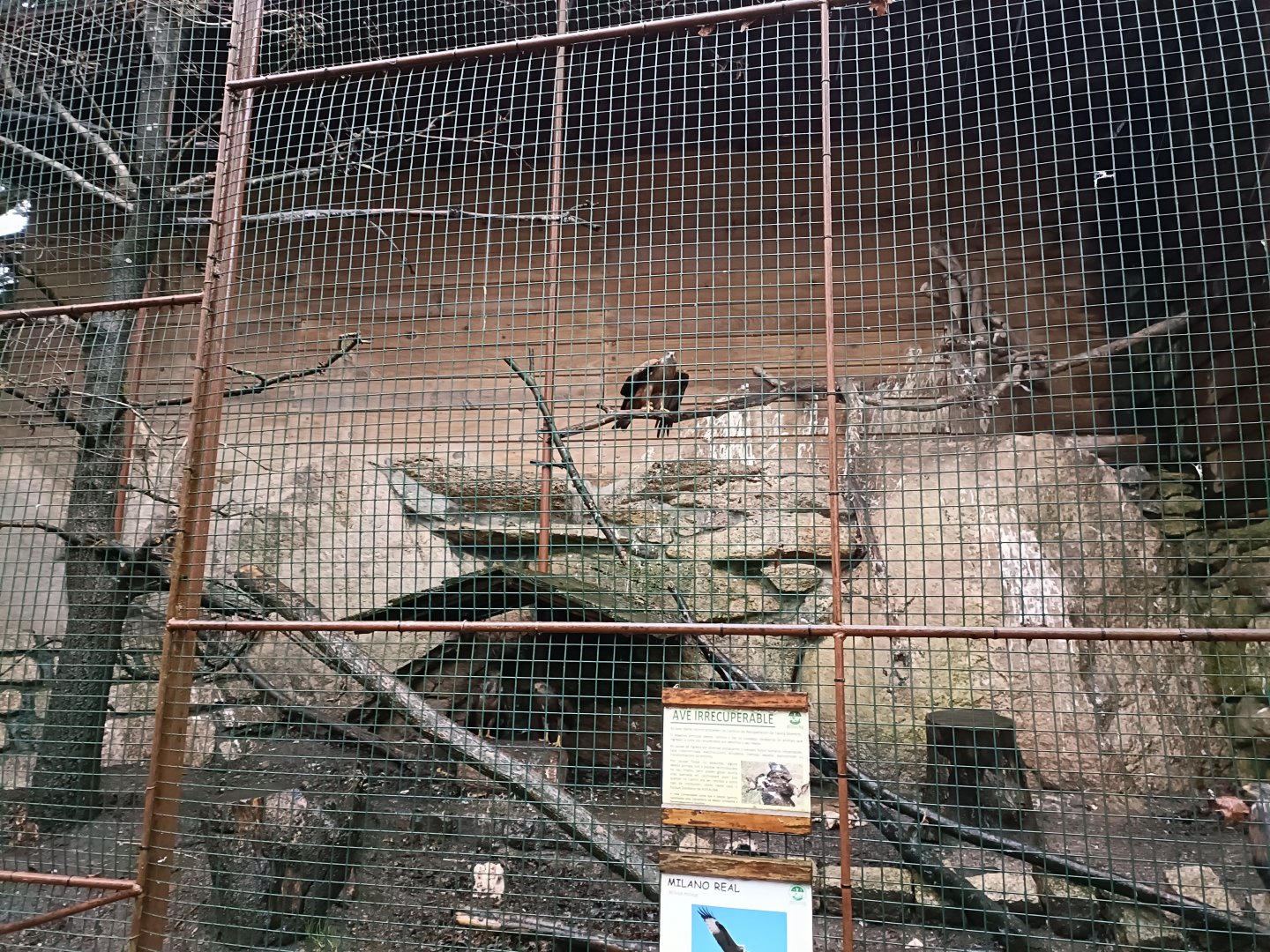 Red kite exhibit - Avifauna Lugo