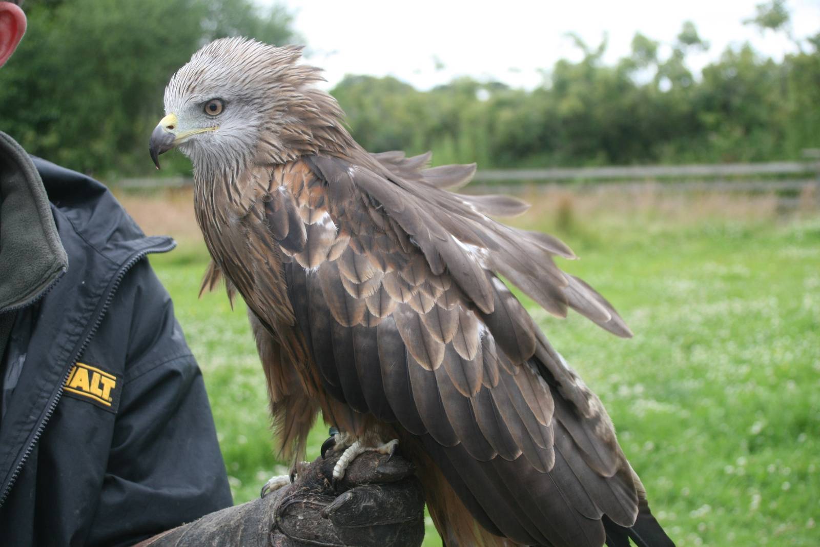 Red Kite, Gauntlet 2008