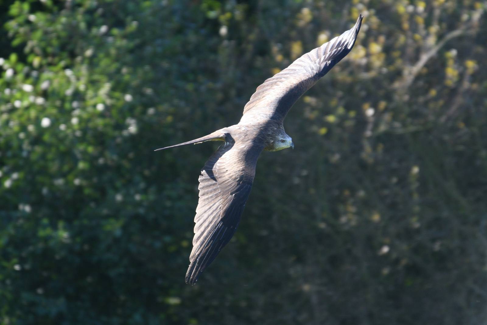 Red Kite, Gauntlet 2008