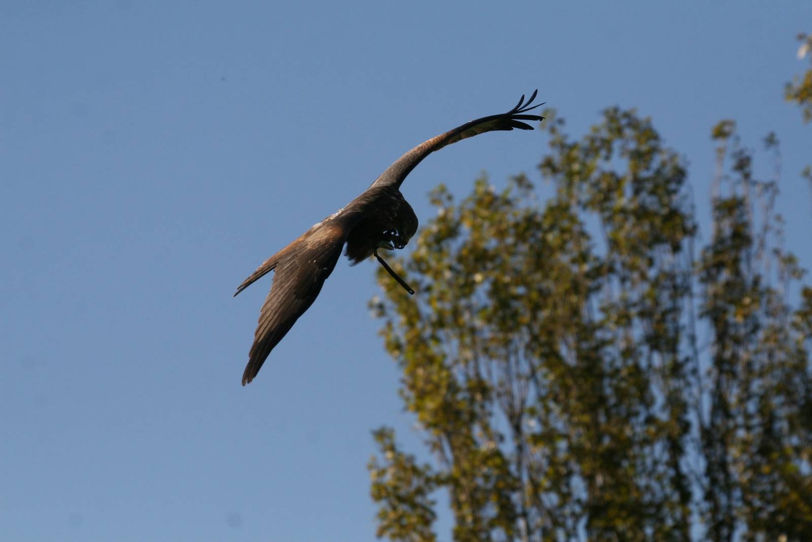 Red Kite, Gauntlet 2008