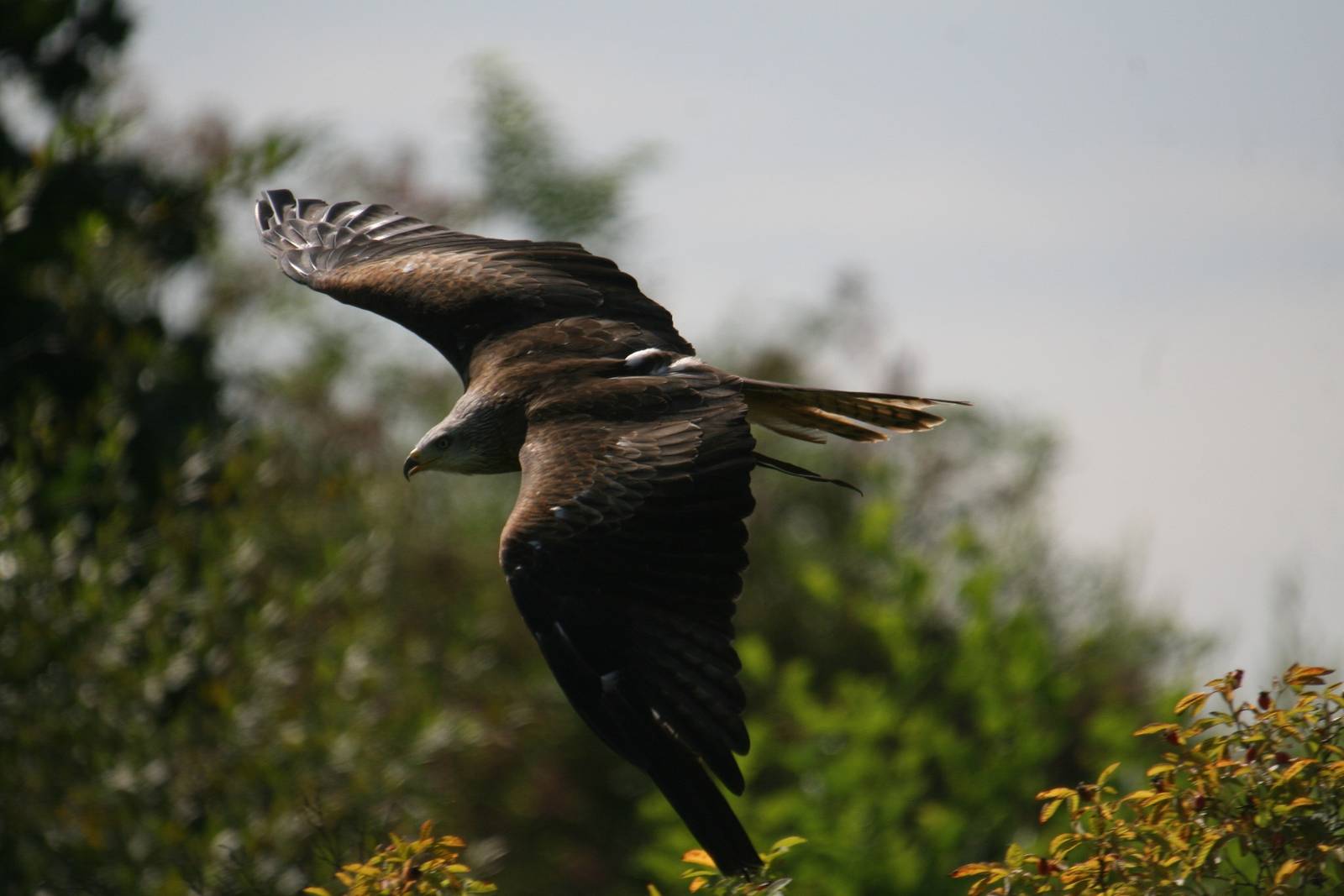 Red Kite, Gauntlet 2009