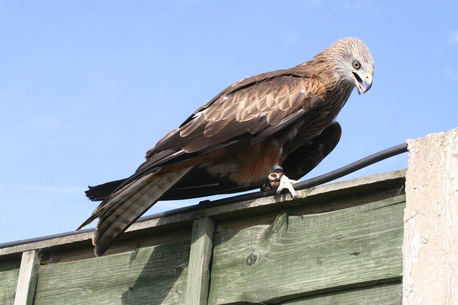 Red Kite, Gauntlet 2009