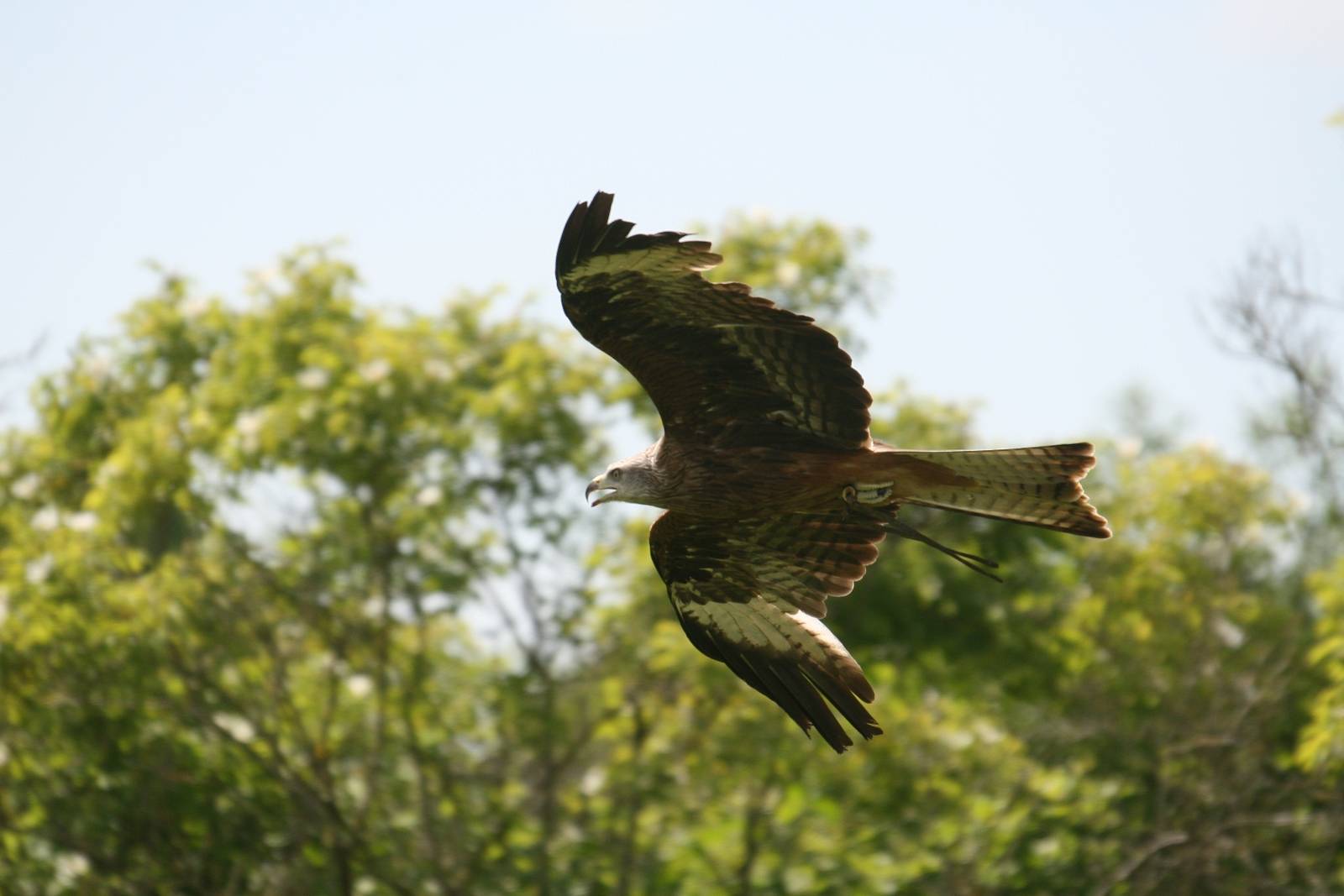 Red Kite, Gauntlet 2010
