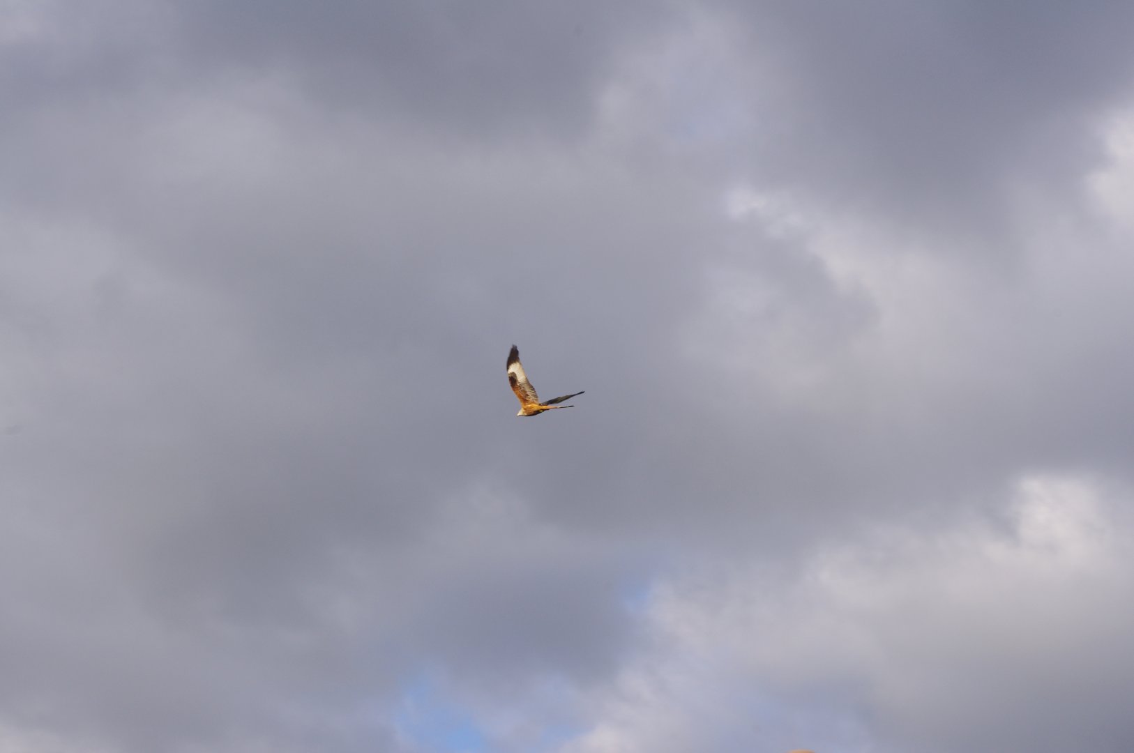 Red Kite- Hamerton Zoo Park 6/3/2022