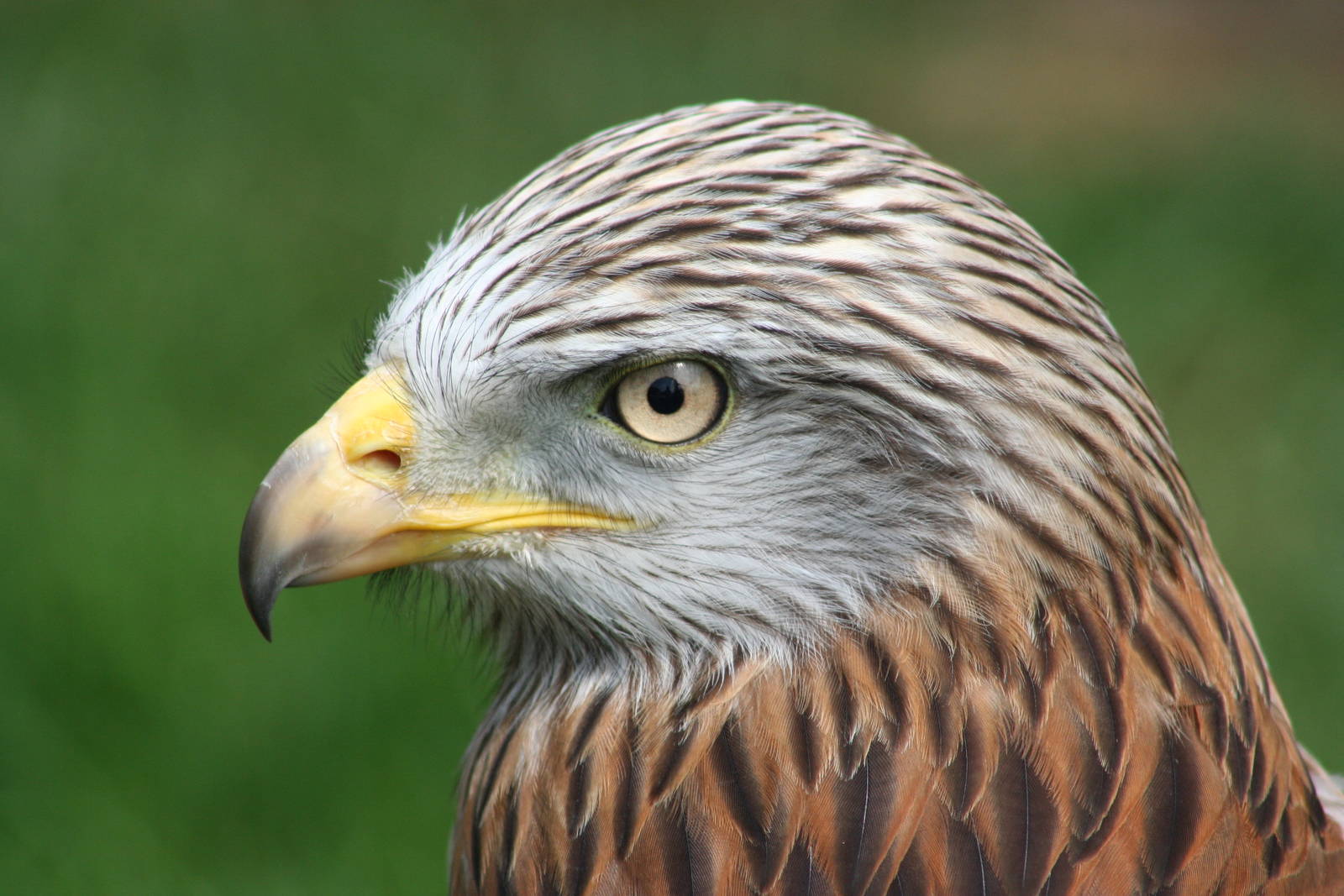 Red Kite @ ICBP; 01.07.09