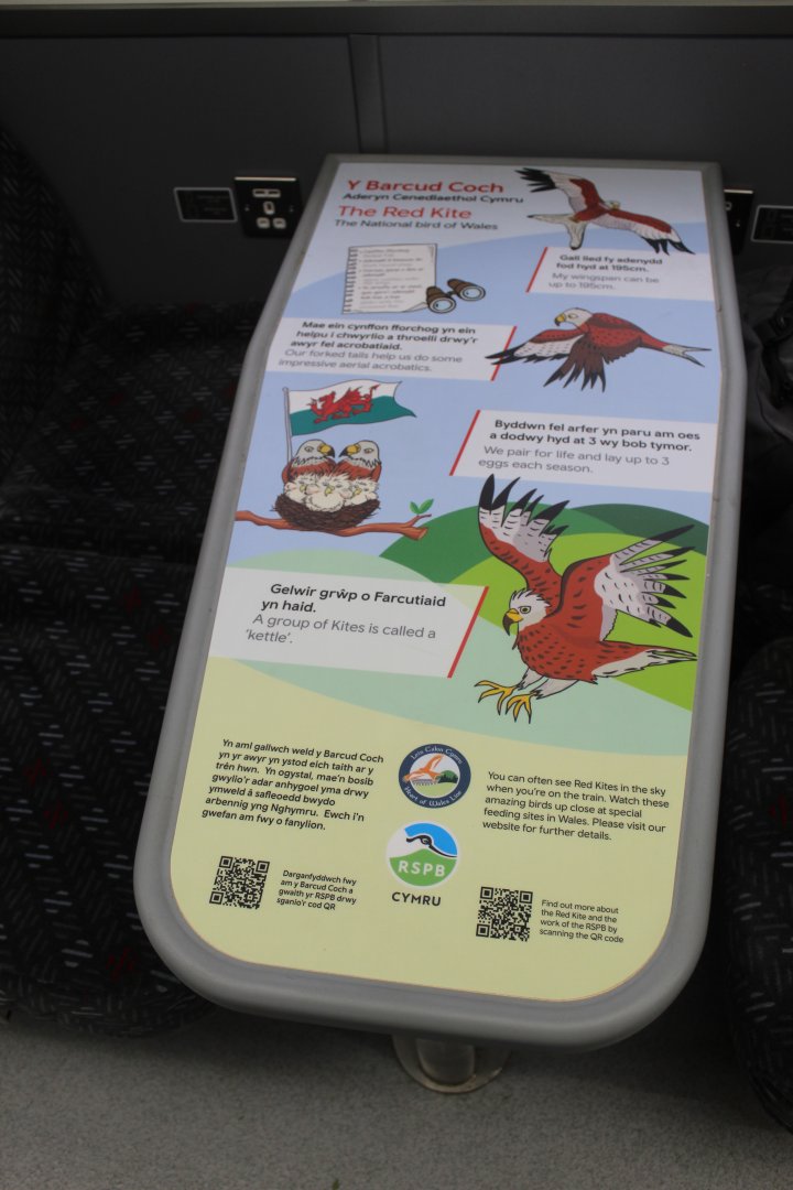 red kite information