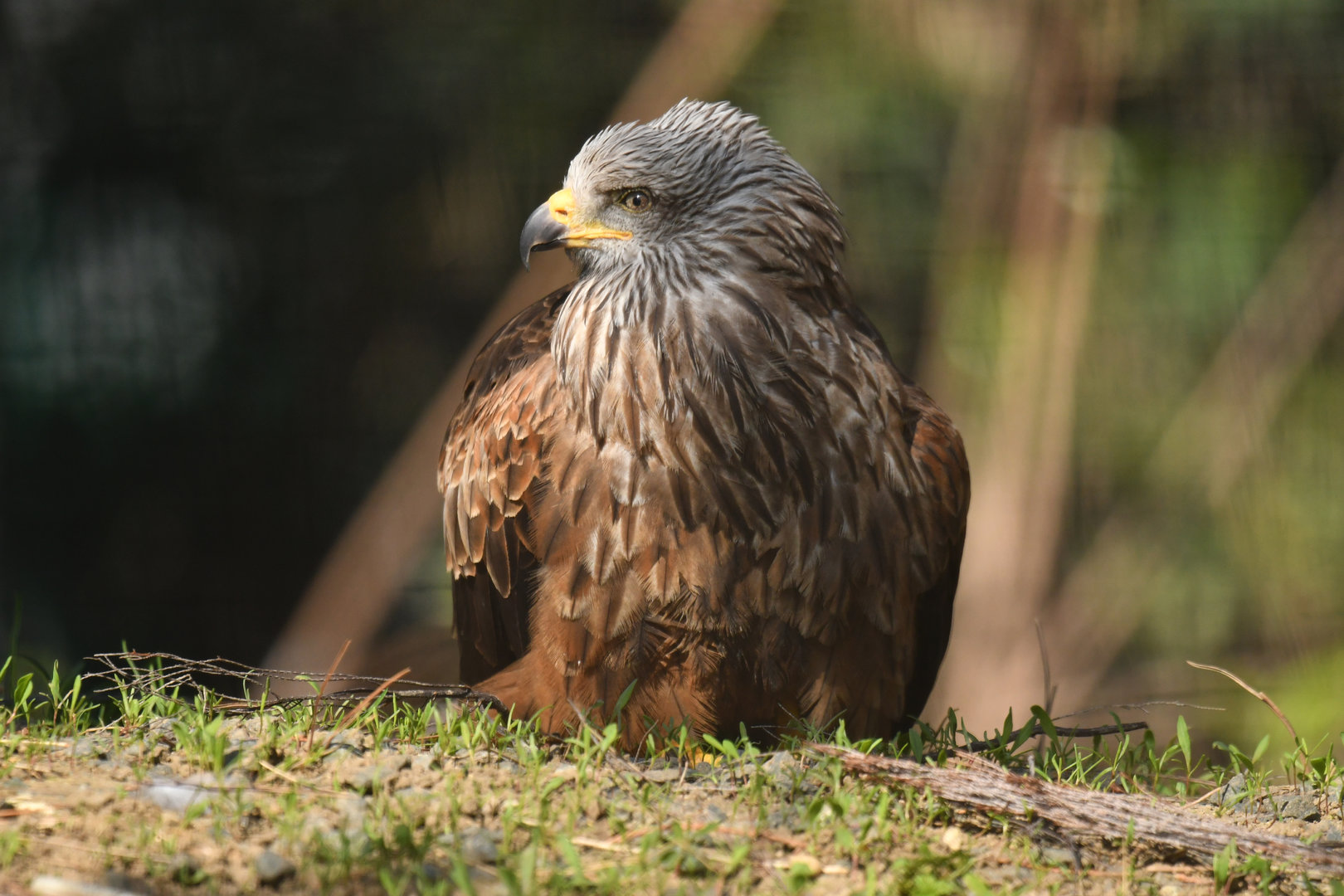 Red kite (Milvus milvus)