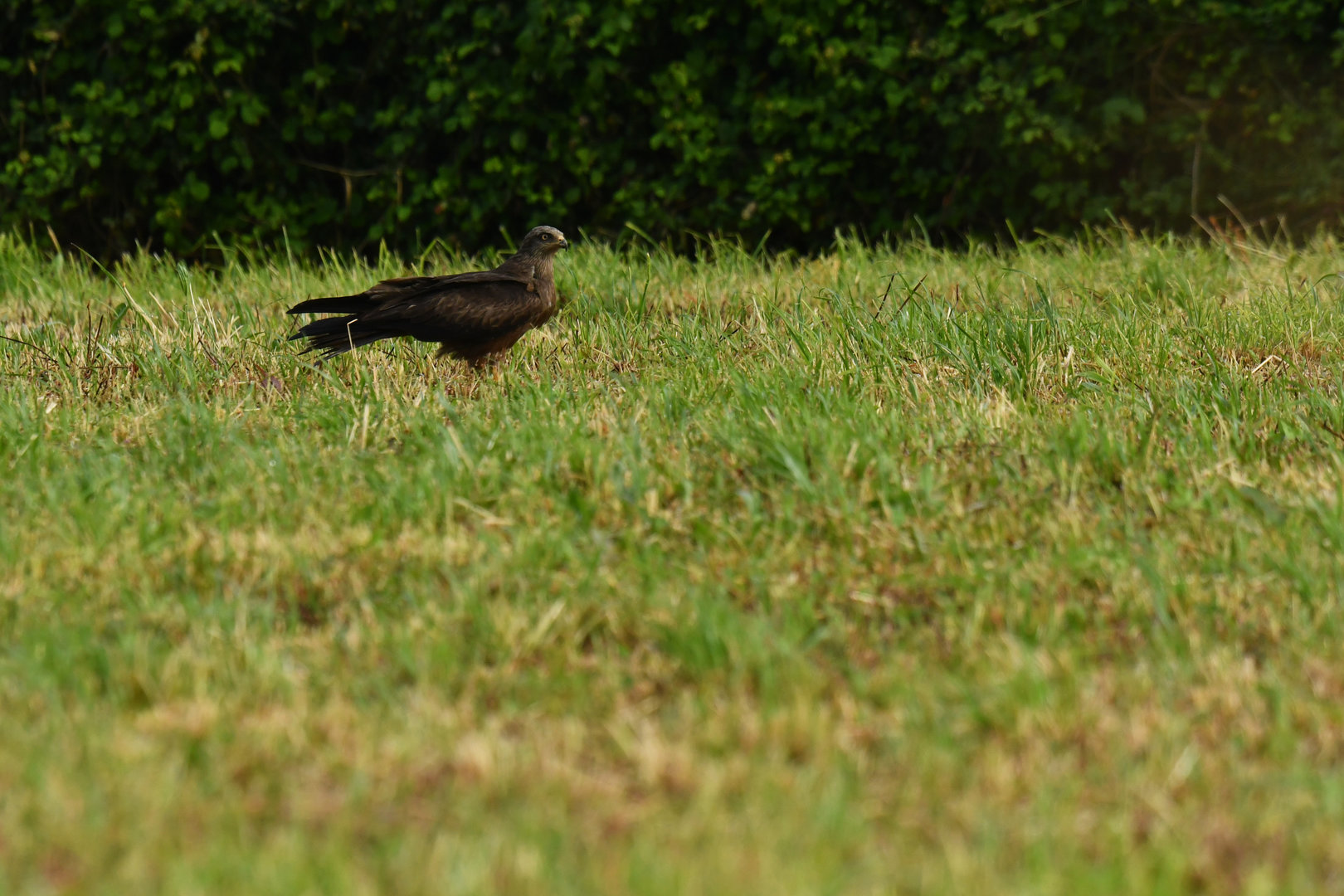 Red Kite Milvus milvus