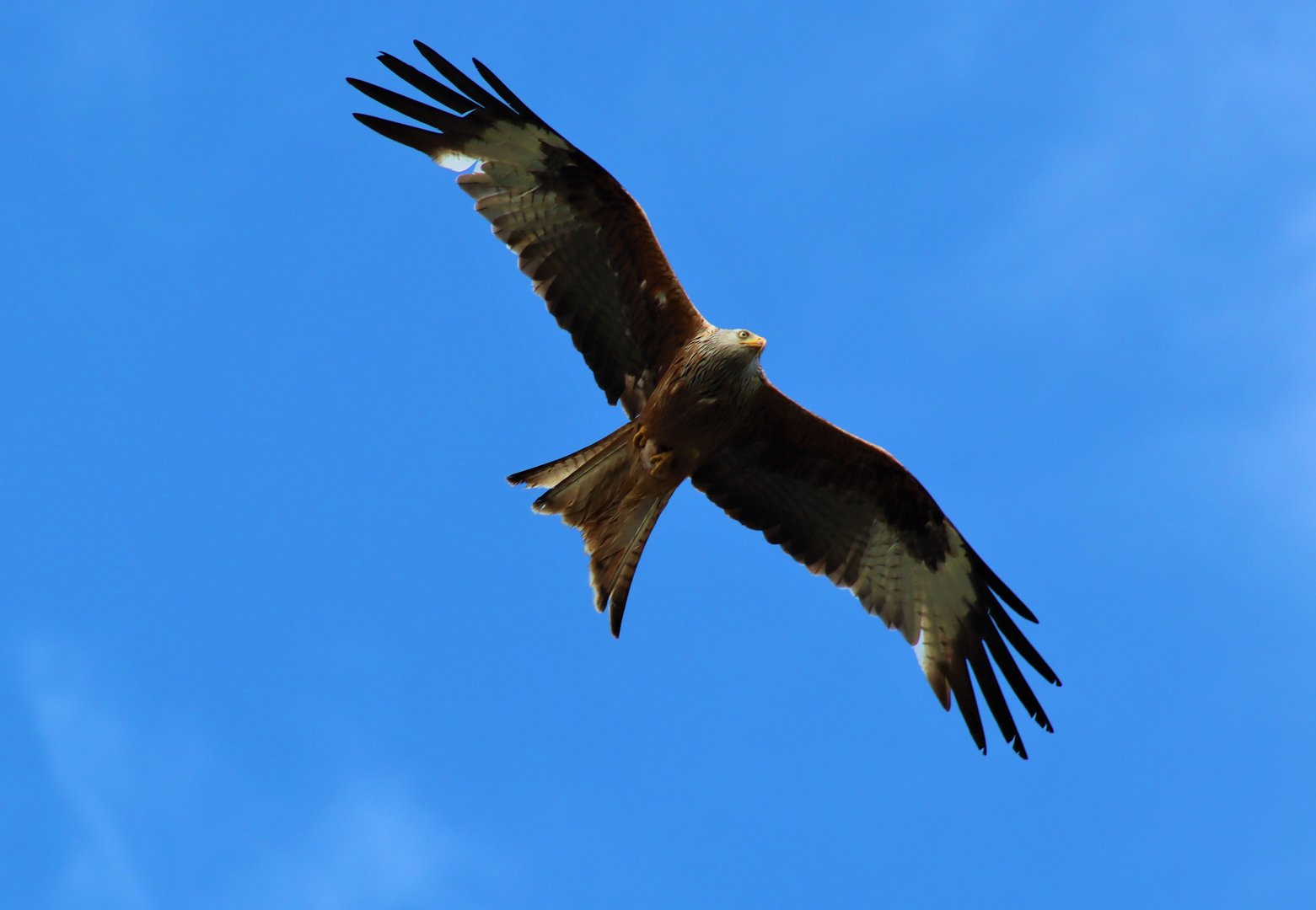 Red Kite (Milvus milvus)