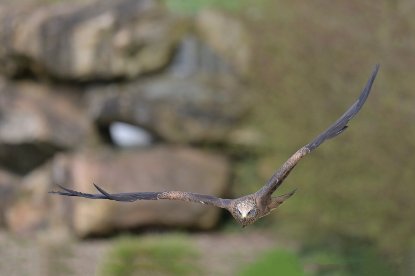 Red Kite Milvus milvus