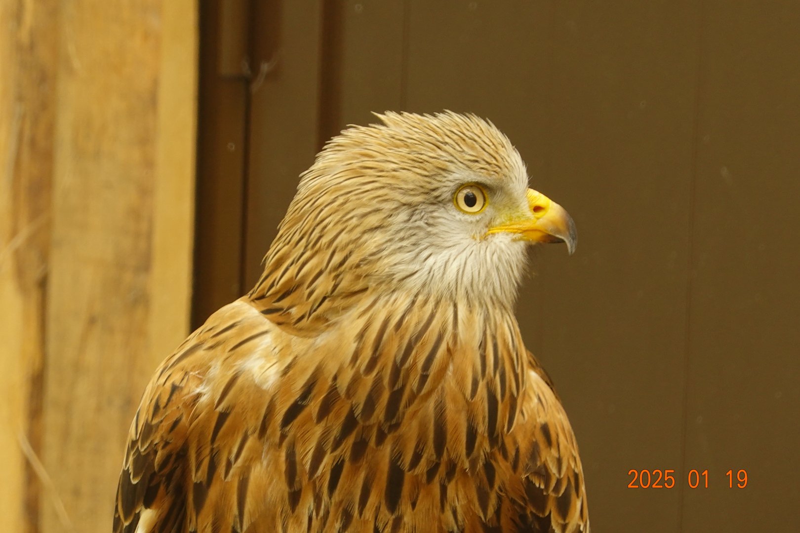 Red Kite (Milvus milvus)