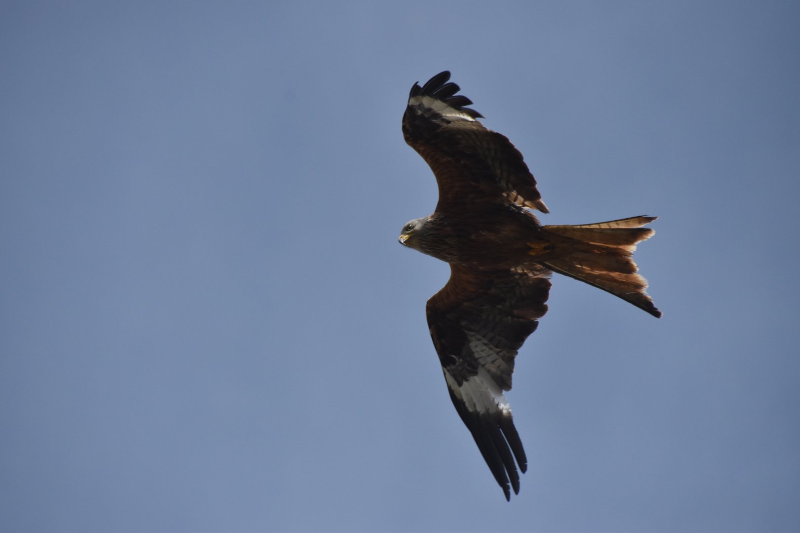 Red kite over the zoo