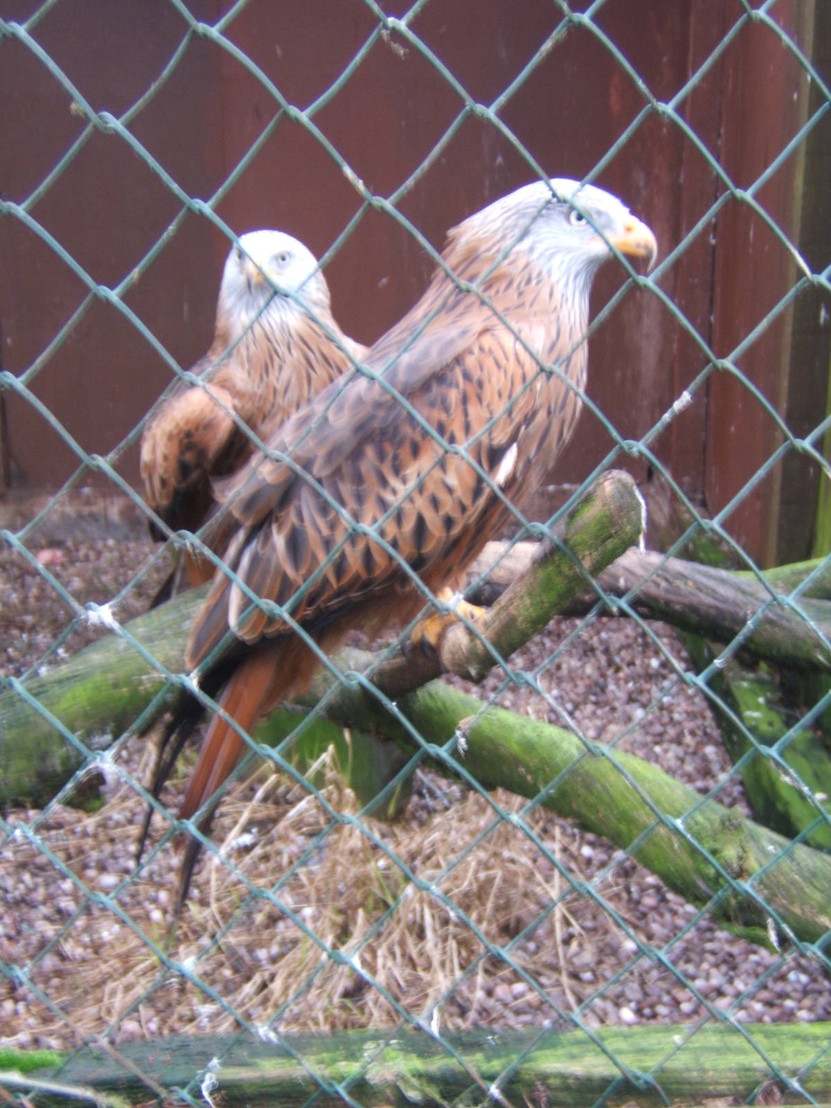 Red Kite`s