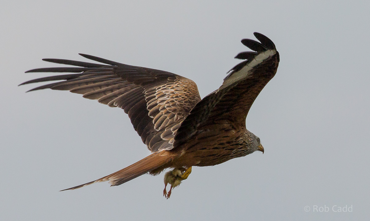 Red kite (wild) : Hamerton : 03 Apr 2016