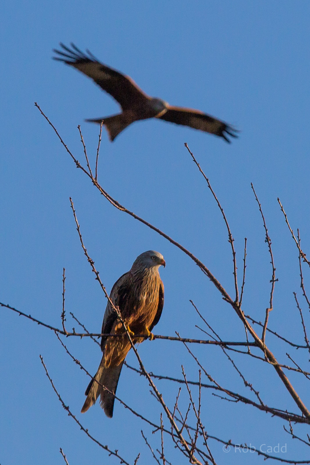 Red kite (wild) : Hamerton : 08 Feb 2015