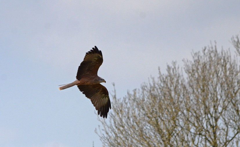 Red Kite (Wild)