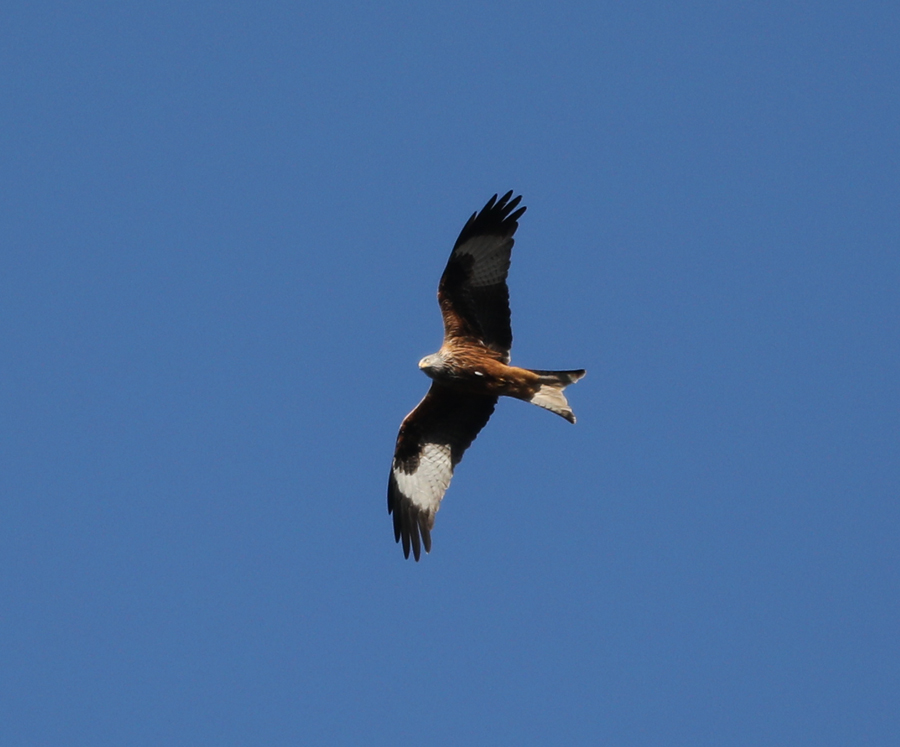red kite (wild)
