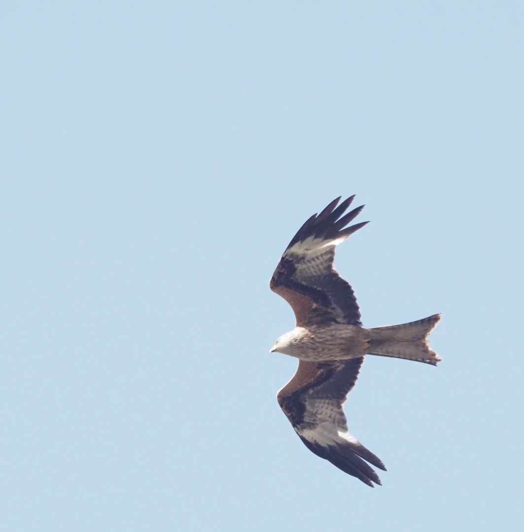 Red Kite (Wild)