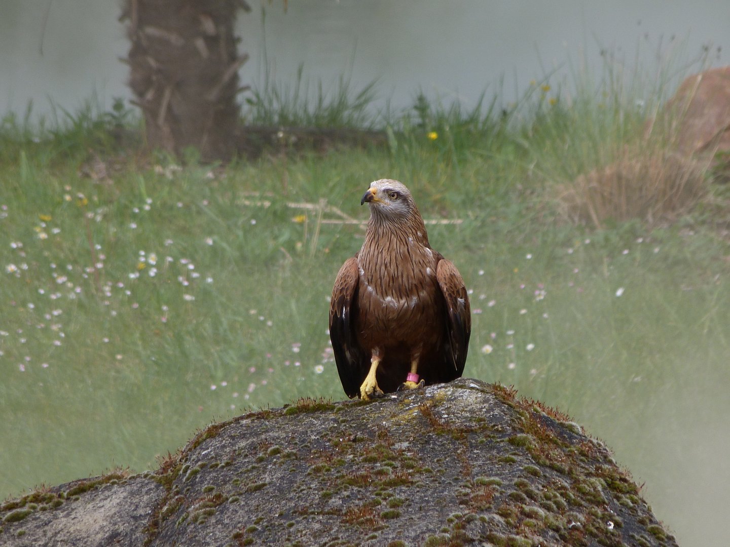 Red kite -ZooParc de Beauval (2025)