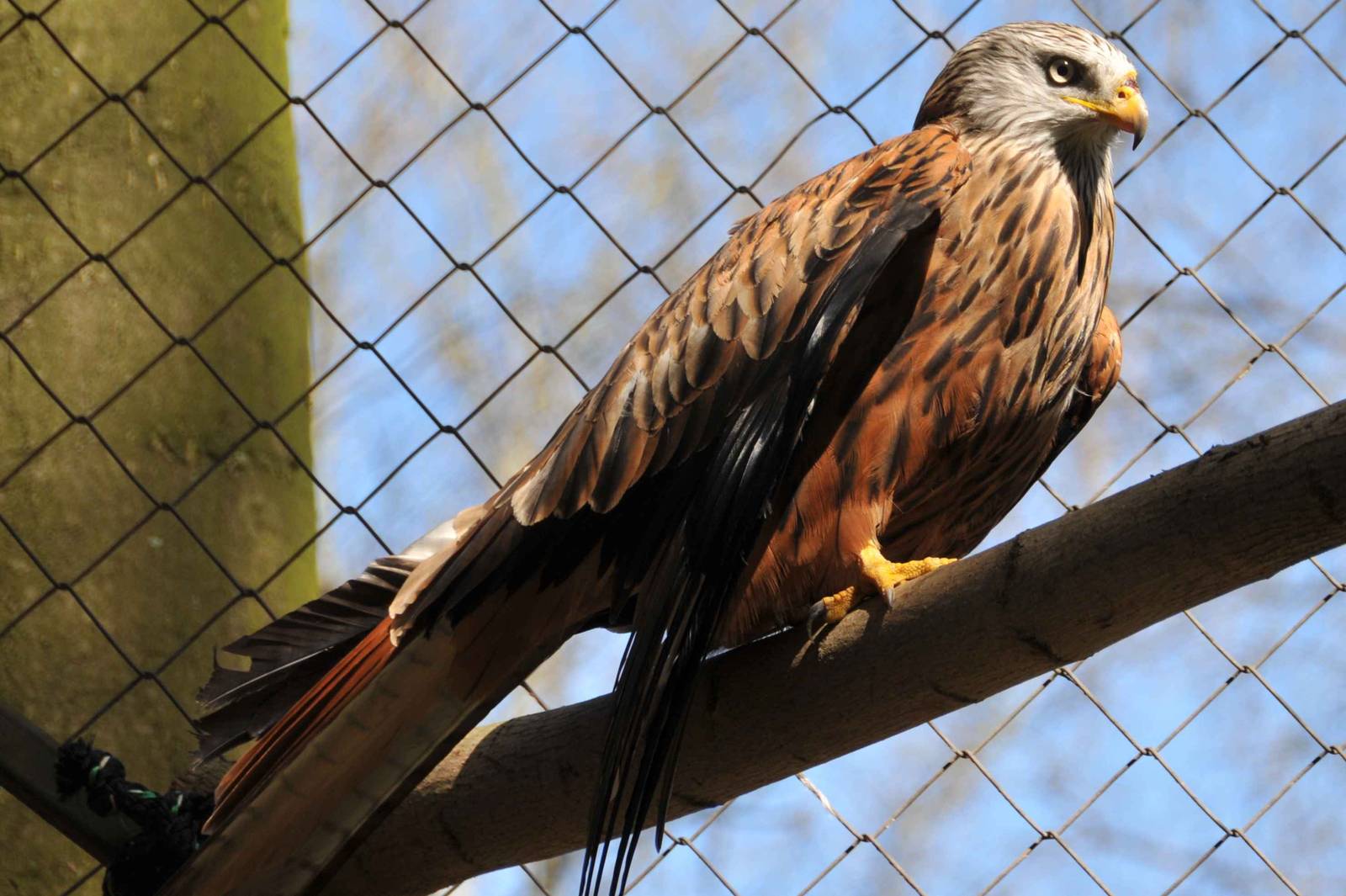 Red kite