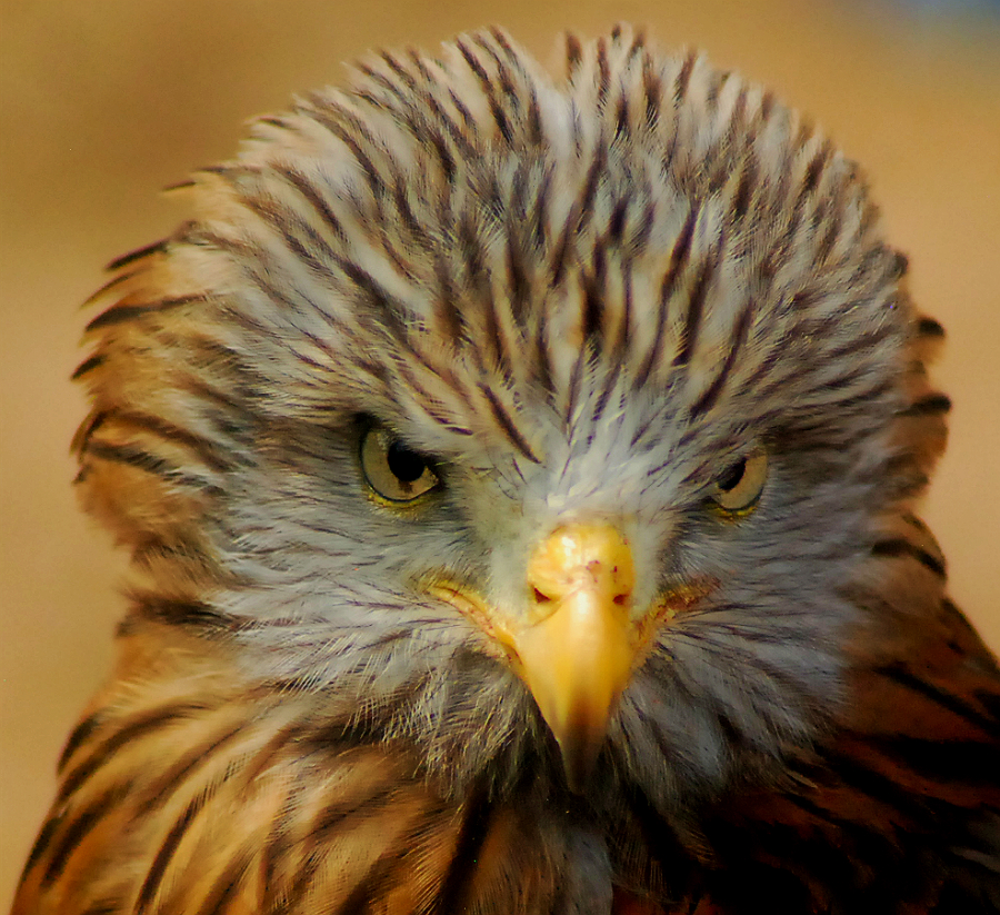 Red Kite