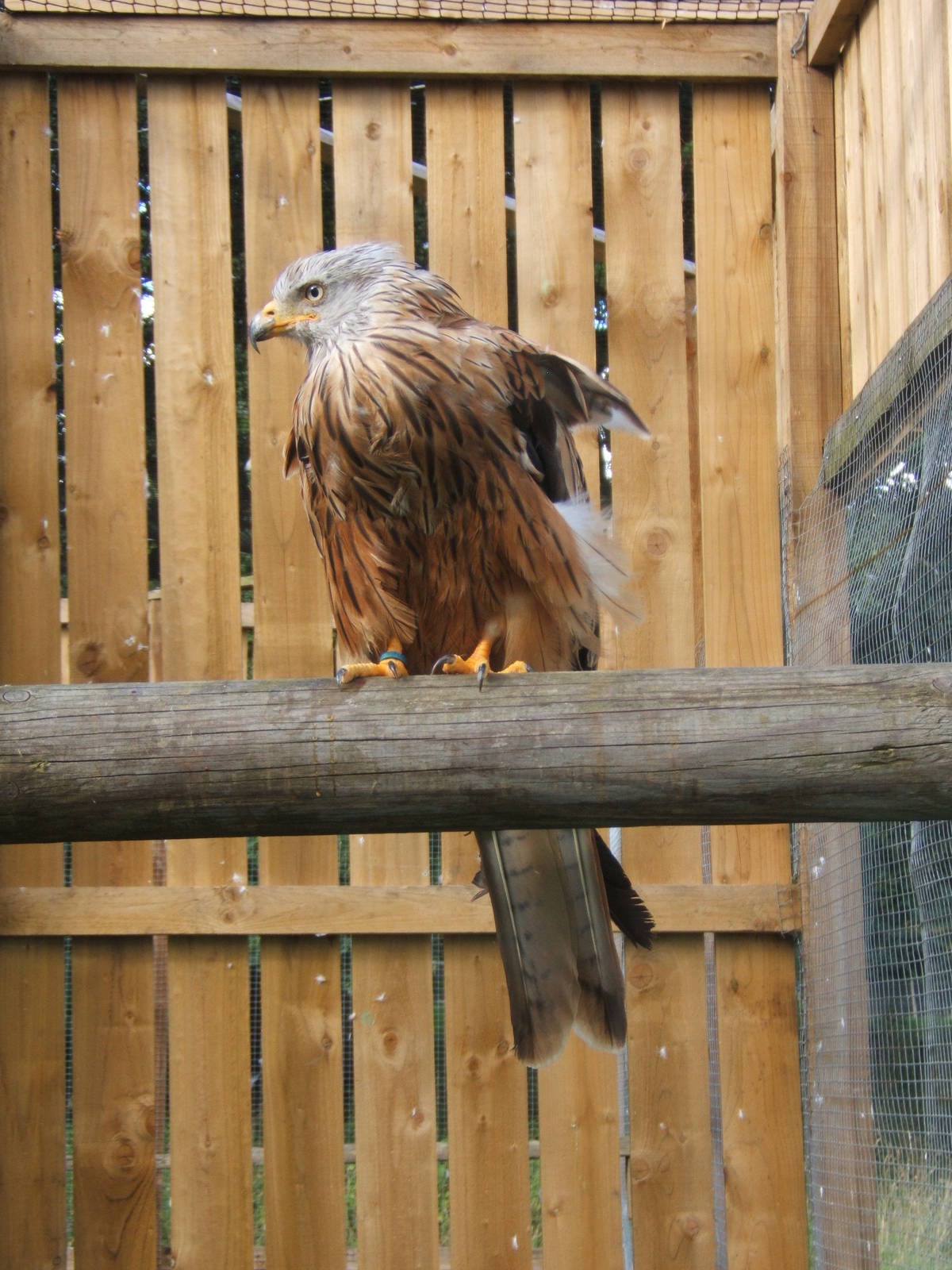 Red Kite