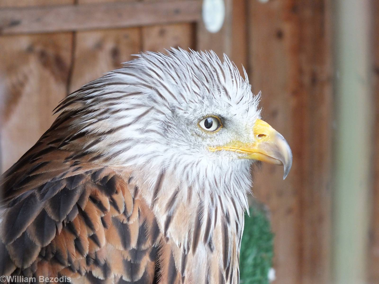 Red Kite