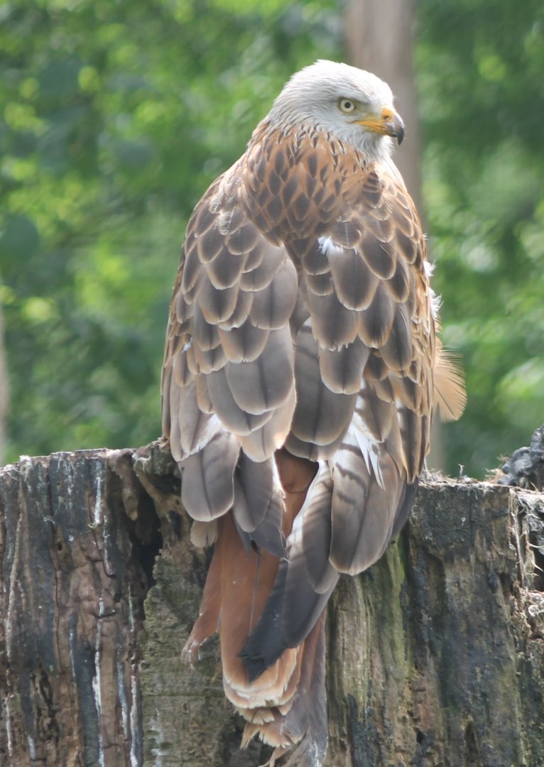 Red kite
