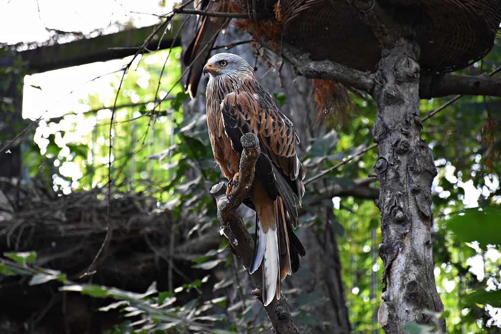 Red kite