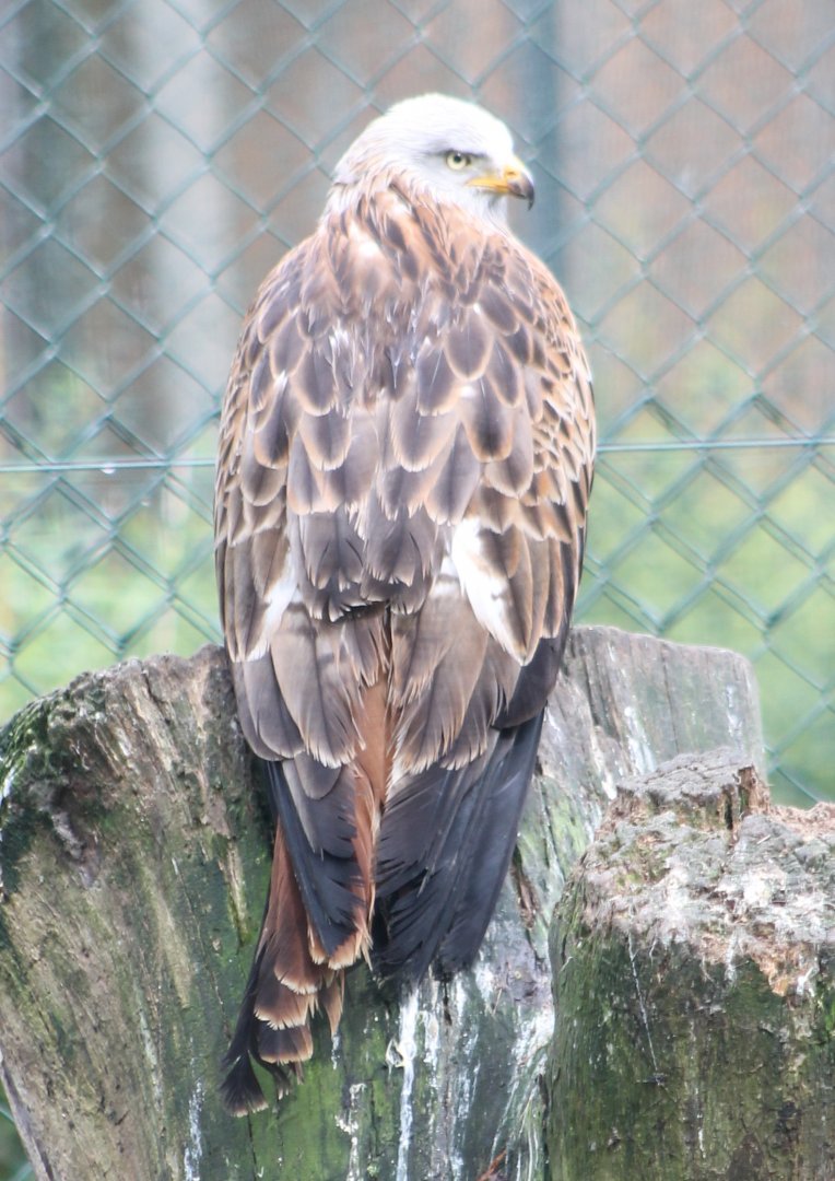 Red kite