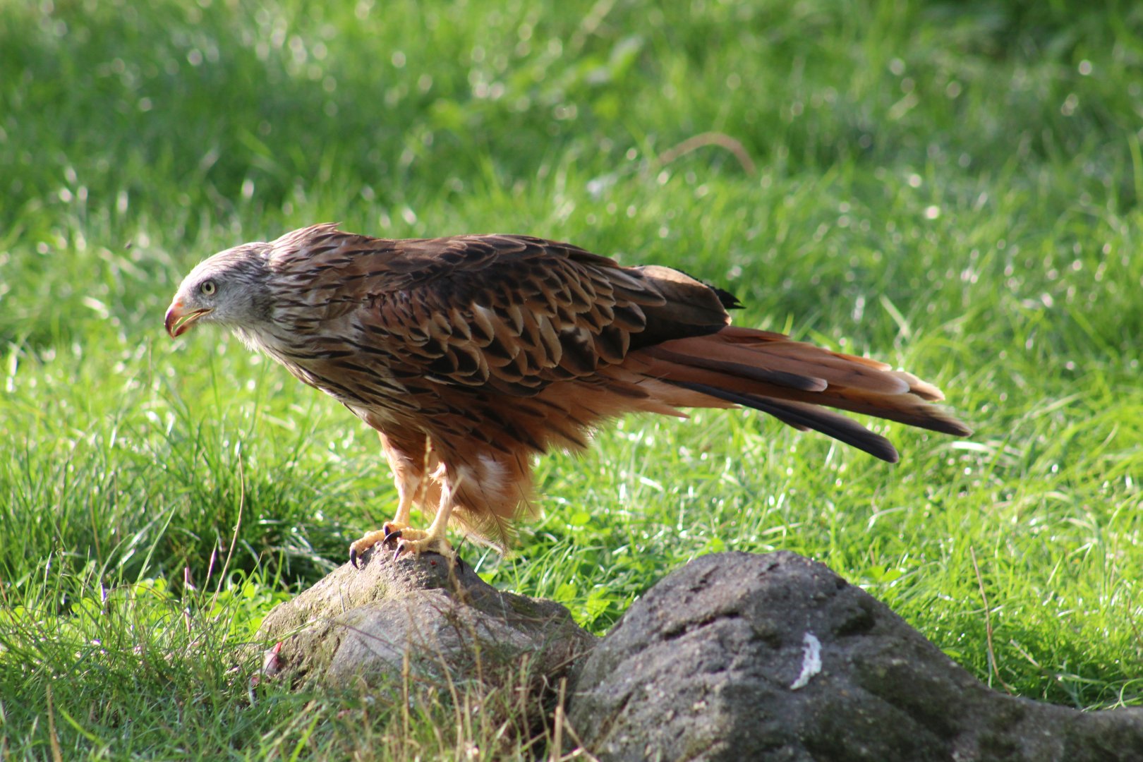 Red Kite
