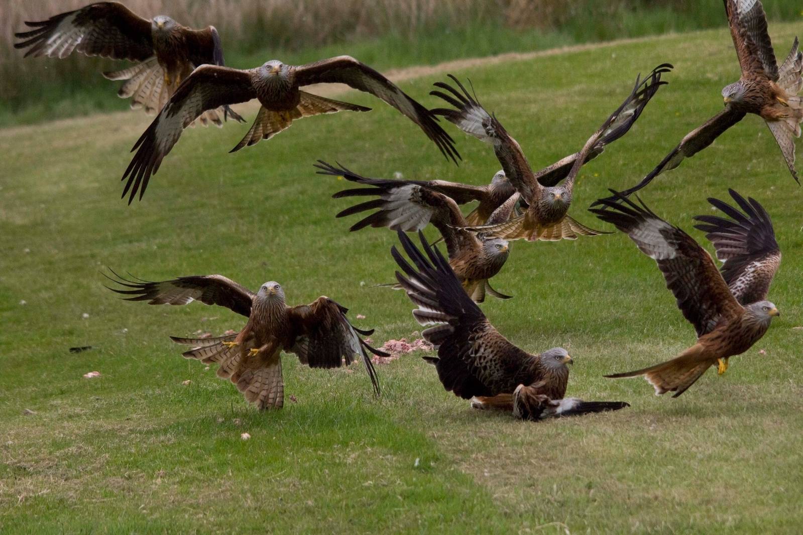 Red kites at gigrin farm