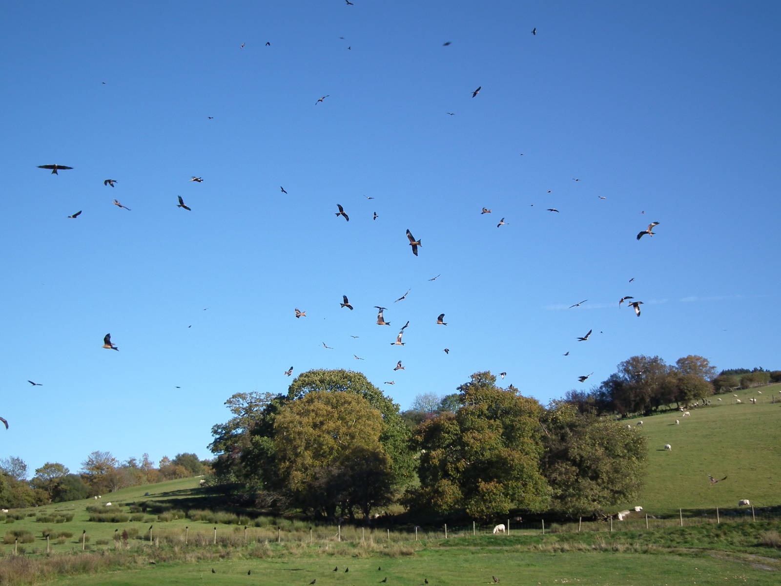 Red Kites Gigrin farm
